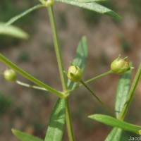 Oldenlandia herbacea (L.) Roxb.